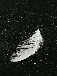 falling feather