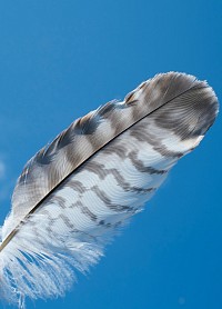 hawk feather